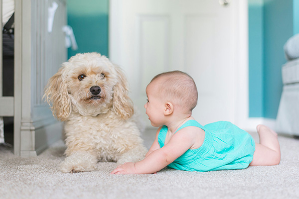 犬とともに成長する赤ちゃんは喘息を発症するリスクが少ない、と研究は言う